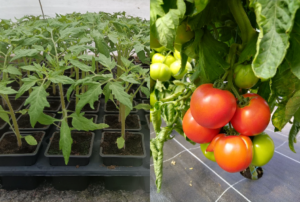 PLANT TOMATE ronde rouge variété Paola F1 - Pot de 8 cm - bonne résistance aux maladies, bon rendement et bonne qualité gustative. Pour plantation sous abri à partir d’avril ou en plein champ après les dernières gelées (mi-mai).